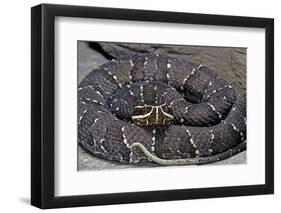 Agkistrodon Bilineatus (Mexican Moccasin)-Paul Starosta-Framed Photographic Print