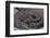 Agkistrodon Bilineatus (Mexican Moccasin)-Paul Starosta-Framed Photographic Print