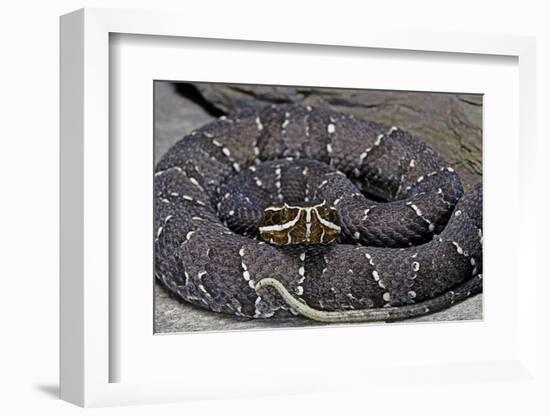 Agkistrodon Bilineatus (Mexican Moccasin)-Paul Starosta-Framed Photographic Print