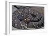 Agkistrodon Bilineatus (Mexican Moccasin)-Paul Starosta-Framed Photographic Print