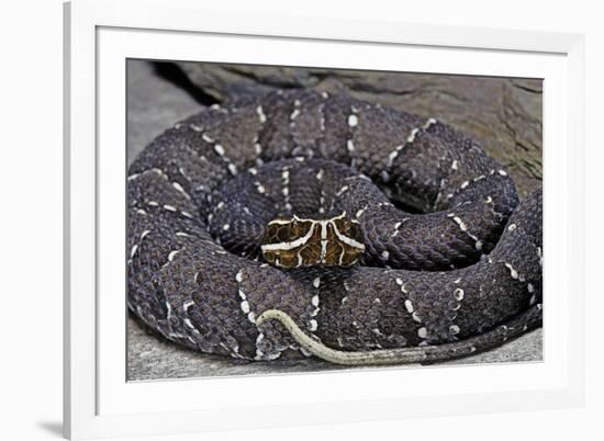 Agkistrodon Bilineatus (Mexican Moccasin)-Paul Starosta-Framed Photographic Print