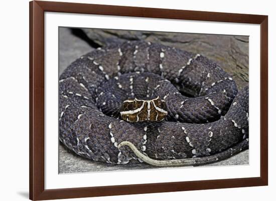 Agkistrodon Bilineatus (Mexican Moccasin)-Paul Starosta-Framed Photographic Print