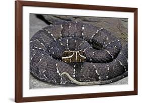 Agkistrodon Bilineatus (Mexican Moccasin)-Paul Starosta-Framed Photographic Print