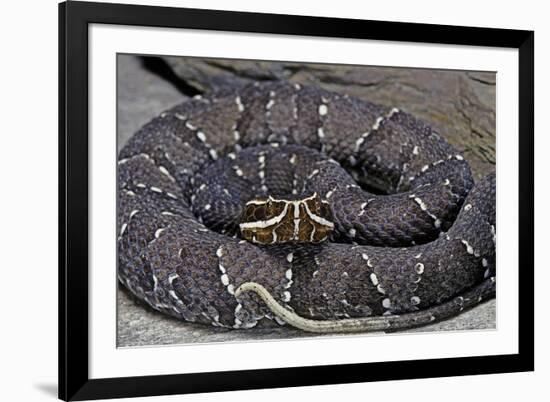 Agkistrodon Bilineatus (Mexican Moccasin)-Paul Starosta-Framed Photographic Print