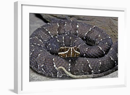 Agkistrodon Bilineatus (Mexican Moccasin)-Paul Starosta-Framed Photographic Print