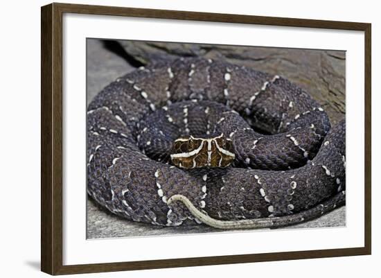 Agkistrodon Bilineatus (Mexican Moccasin)-Paul Starosta-Framed Photographic Print