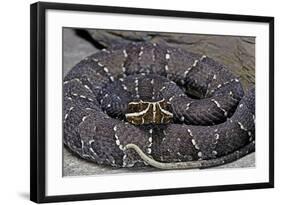 Agkistrodon Bilineatus (Mexican Moccasin)-Paul Starosta-Framed Photographic Print