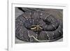 Agkistrodon Bilineatus (Mexican Moccasin)-Paul Starosta-Framed Photographic Print