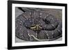 Agkistrodon Bilineatus (Mexican Moccasin)-Paul Starosta-Framed Photographic Print