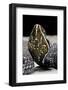 Agkistrodon Bilineatus (Mexican Moccasin)-Paul Starosta-Framed Photographic Print