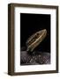 Agkistrodon Bilineatus (Mexican Moccasin)-Paul Starosta-Framed Photographic Print