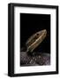 Agkistrodon Bilineatus (Mexican Moccasin)-Paul Starosta-Framed Photographic Print