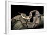 Agkistrodon Contortrix (Copperhead)-Paul Starosta-Framed Photographic Print