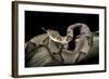 Agkistrodon Contortrix (Copperhead)-Paul Starosta-Framed Photographic Print