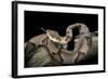 Agkistrodon Contortrix (Copperhead)-Paul Starosta-Framed Photographic Print