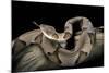 Agkistrodon Contortrix (Copperhead)-Paul Starosta-Mounted Photographic Print