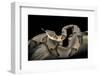 Agkistrodon Contortrix (Copperhead)-Paul Starosta-Framed Photographic Print