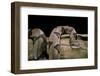 Agkistrodon Contortrix (Copperhead)-Paul Starosta-Framed Photographic Print