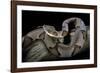 Agkistrodon Contortrix (Copperhead)-Paul Starosta-Framed Photographic Print