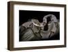 Agkistrodon Contortrix (Copperhead)-Paul Starosta-Framed Photographic Print