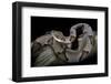 Agkistrodon Contortrix (Copperhead)-Paul Starosta-Framed Photographic Print