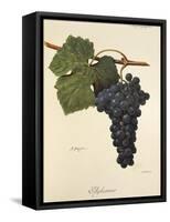 Aglianico Grape-A. Kreyder-Framed Stretched Canvas