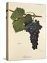 Aglianico Grape-A. Kreyder-Stretched Canvas
