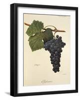 Aglianico Grape-A. Kreyder-Framed Giclee Print