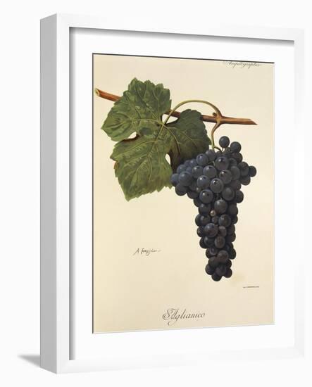 Aglianico Grape-A. Kreyder-Framed Giclee Print