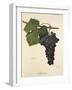 Aglianico Grape-A. Kreyder-Framed Giclee Print