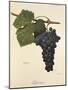 Aglianico Grape-A. Kreyder-Mounted Giclee Print