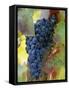 Aglianico Grapes (Grown in Campania and Basilicata)-Hans-peter Siffert-Framed Stretched Canvas
