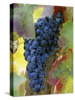 Aglianico Grapes (Grown in Campania and Basilicata)-Hans-peter Siffert-Stretched Canvas