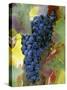 Aglianico Grapes (Grown in Campania and Basilicata)-Hans-peter Siffert-Stretched Canvas