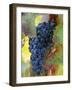 Aglianico Grapes (Grown in Campania and Basilicata)-Hans-peter Siffert-Framed Photographic Print