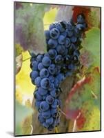 Aglianico Grapes (Grown in Campania and Basilicata)-Hans-peter Siffert-Mounted Photographic Print