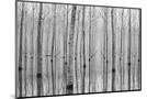 Wood Mount