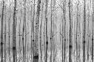 Laminate