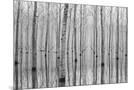 Wood Mount
