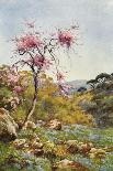 Judas Tree in Flower-Agnes Goodall-Stretched Canvas