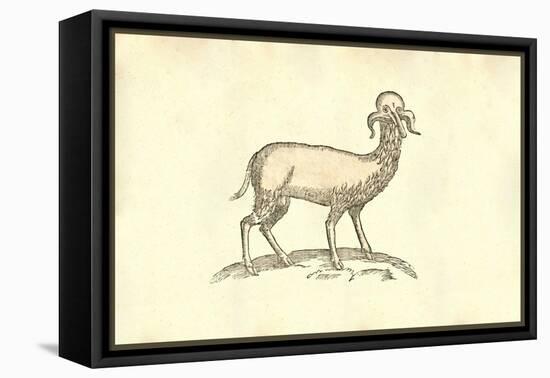 Agnus Capite Monstrifico-Ulisse Aldrovandi-Framed Stretched Canvas