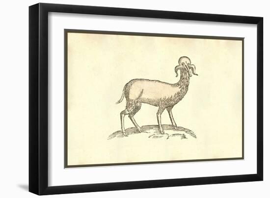 Agnus Capite Monstrifico-Ulisse Aldrovandi-Framed Art Print