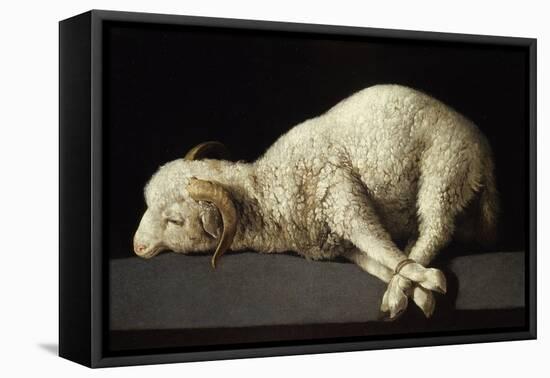 Agnus Dei, 1635-1640-Francisco de Zurbarán-Framed Stretched Canvas