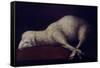 AGNUS DEI - 1636/1640 - O/L 35x52 - SPANISH BAROQUE. FINE ART GALLERY, SAN DIEGO-CALIFORNIA-FRANCISCO DE ZURBARAN-Framed Stretched Canvas