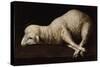 Agnus Dei, C.1635-40-Francisco de Zurbaran-Stretched Canvas