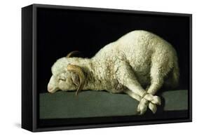 Agnus Dei, circa 1635-40-Francisco de Zurbarán-Framed Stretched Canvas