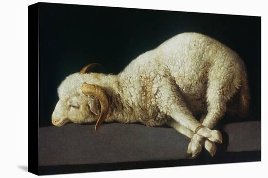 Agnus Dei (Lamb of God)-Francisco de Zurbarán-Stretched Canvas