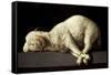 Agnus Dei (The Lamb of God), 1635-1640-Francisco de Zurbaran-Framed Stretched Canvas