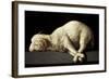 Agnus Dei (The Lamb of God), 1635-1640-Francisco de Zurbaran-Framed Giclee Print