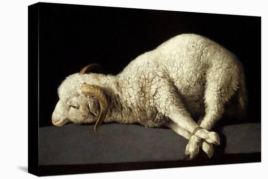 Agnus Dei (The Lamb of God), 1635-1640-Francisco de Zurbaran-Stretched Canvas